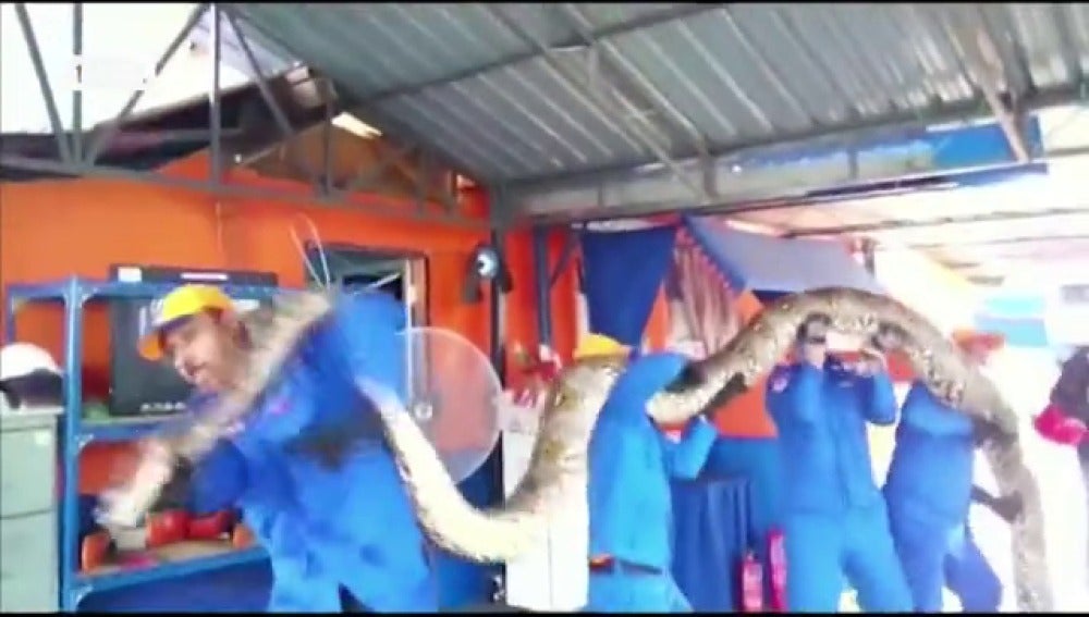 Encuentran la serpiente pitón más grande del mundo en Malasia