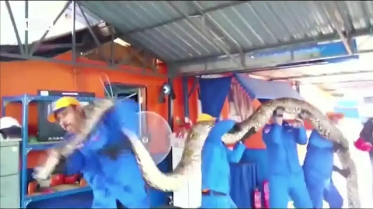 Encuentran la serpiente pitón más grande del mundo en Malasia