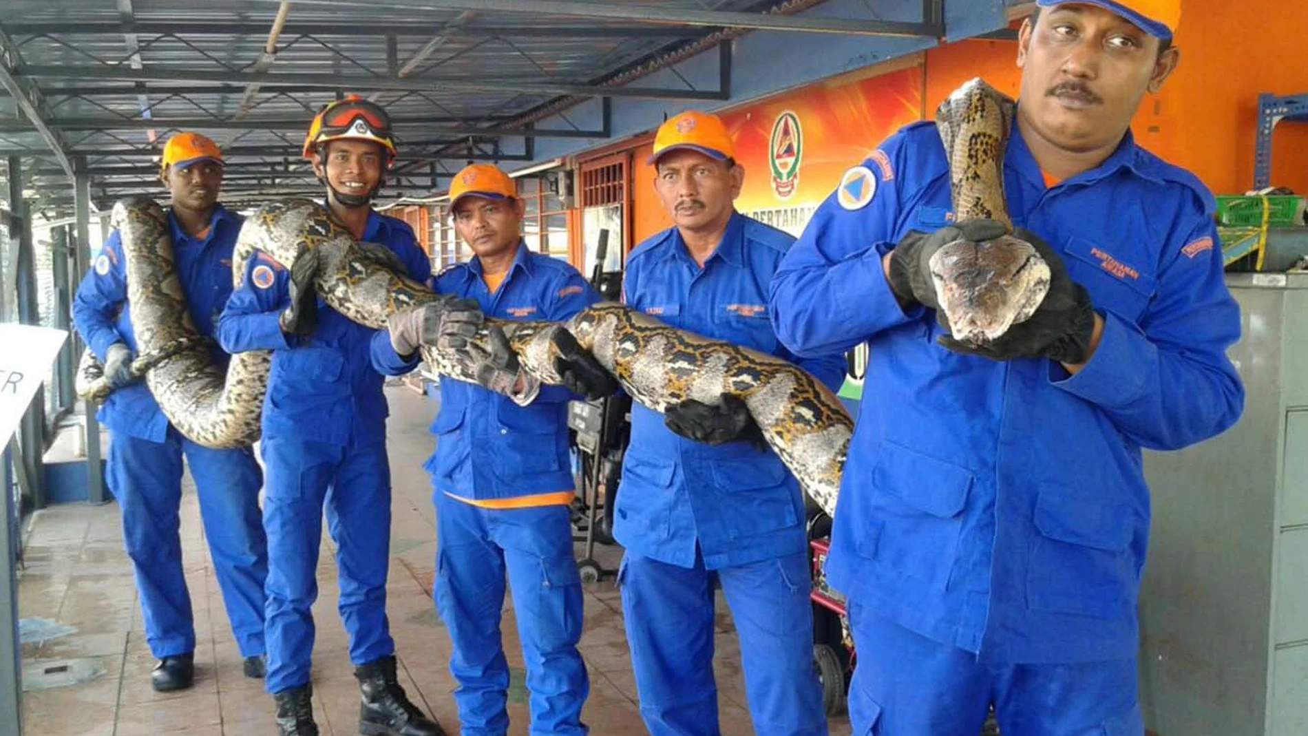 Encuentran la serpiente pitón más grande del mundo en Malasia 