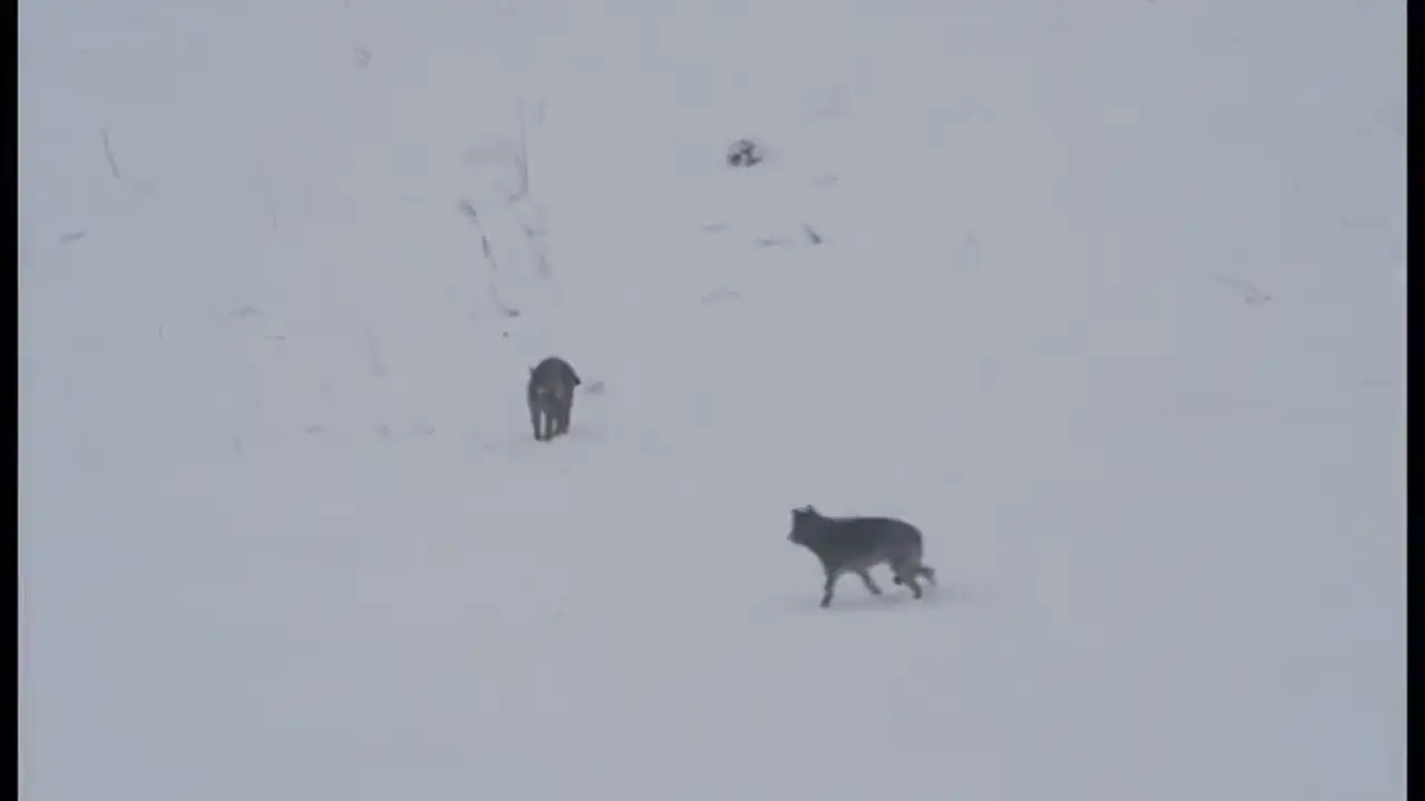 Así es el encuentro entre un lobo y un lince