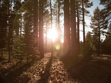 Corre peligro uno de los bosques más antiguos de Europa Corre peligro uno de los bosques más antiguos de Europa