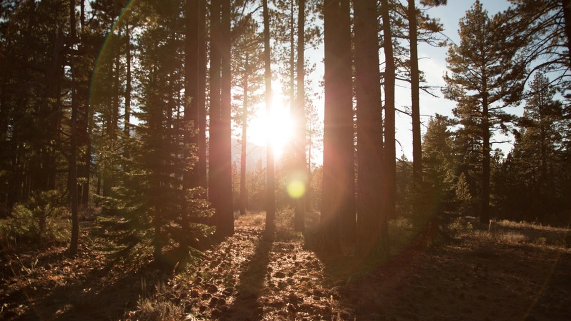 Corre peligro uno de los bosques más antiguos de Europa Corre peligro uno de los bosques más antiguos de Europa