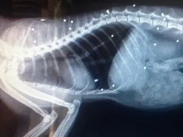 30 disparos de escopeta 30 disparos de escopeta
