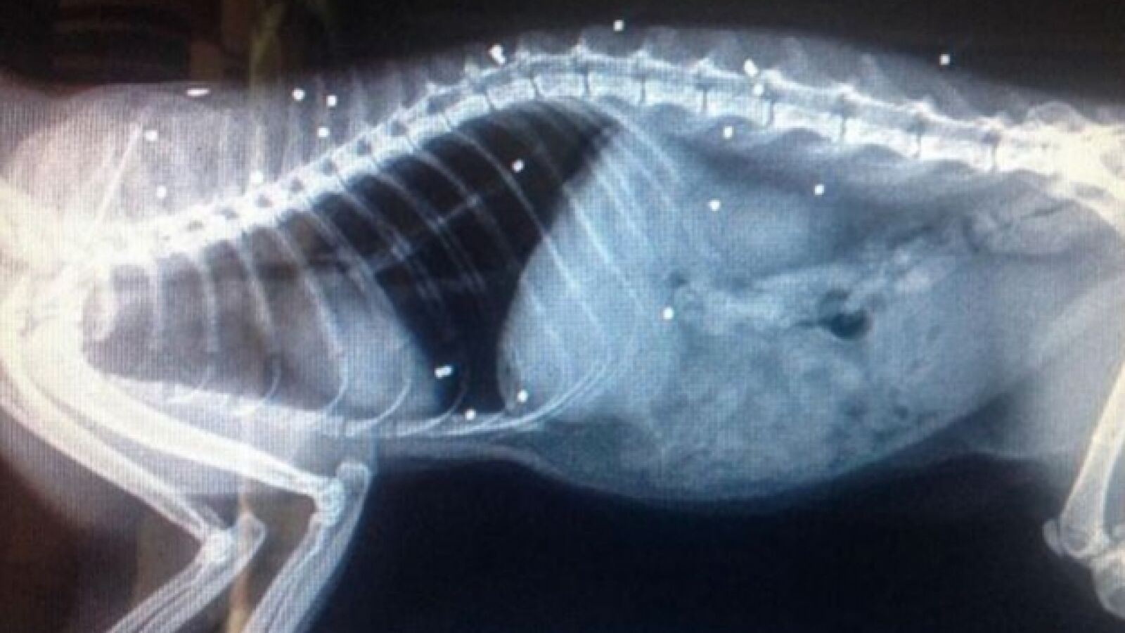 Un gato sobrevive a 30 disparos
