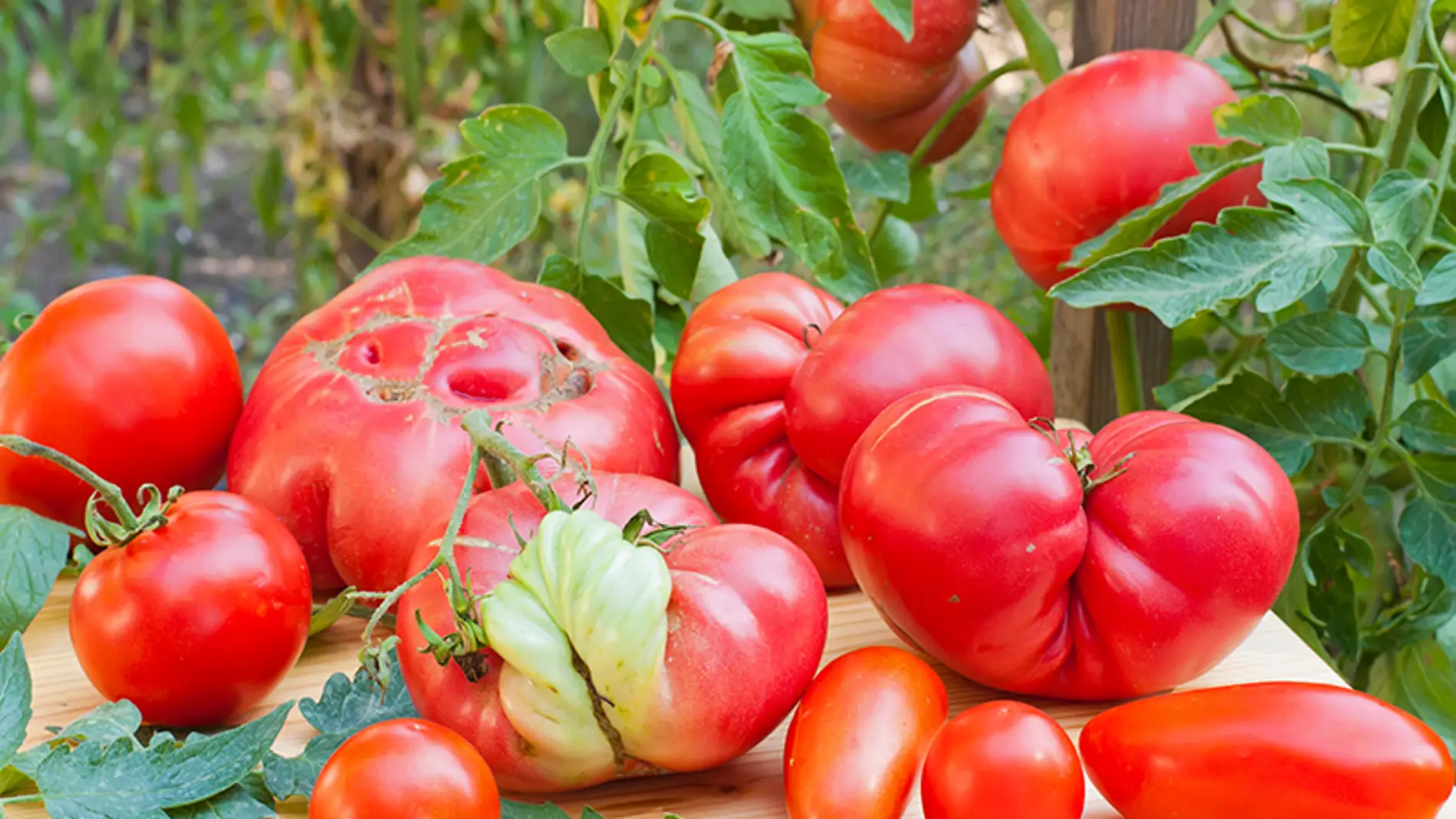 Tomates feos, como los de toda la vida