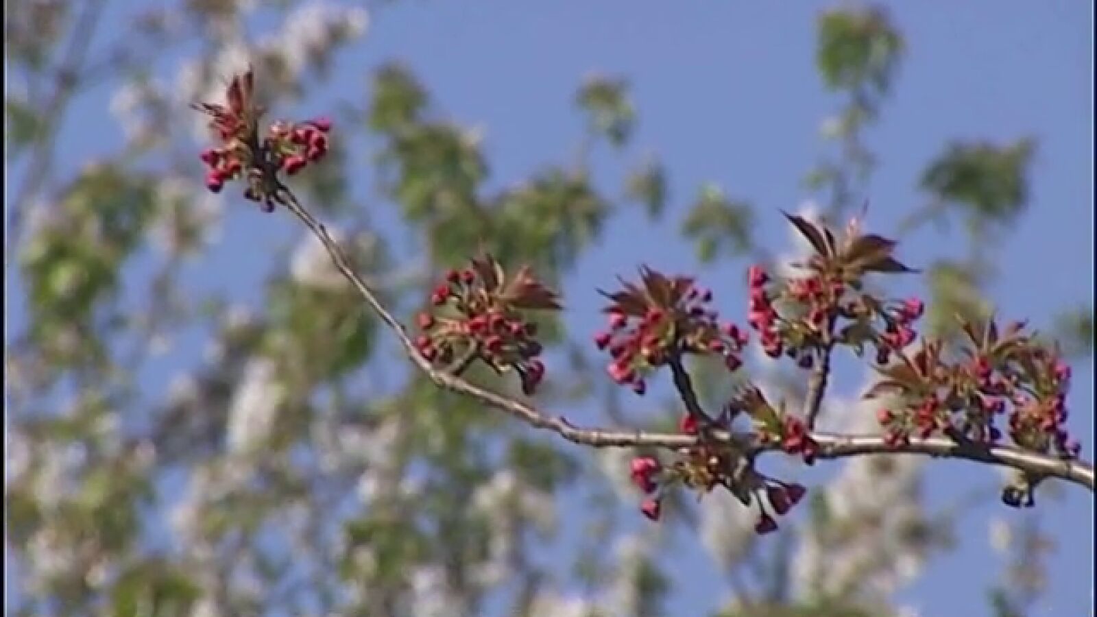 Alergias y astenia, los compañeros indeseados de la primavera