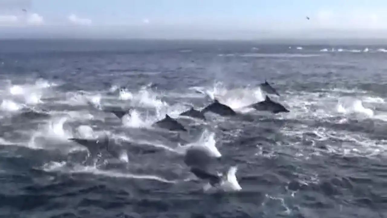 Espectacular asalto de un grupo de orcas a más de 1.000 delfines