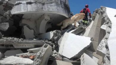 Uno de los perros que han ayudado en el terremoto de Ecuador muere por deshidratación