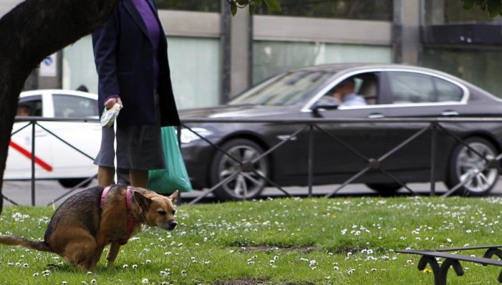Medidas para evitar que se abandonen las heces de los perros