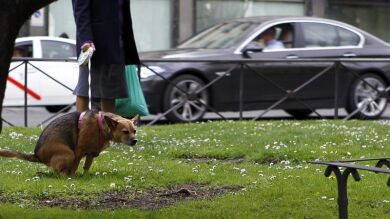 Lanzan el primer recogedor ecológico de heces de perro, que se degrada en la basura