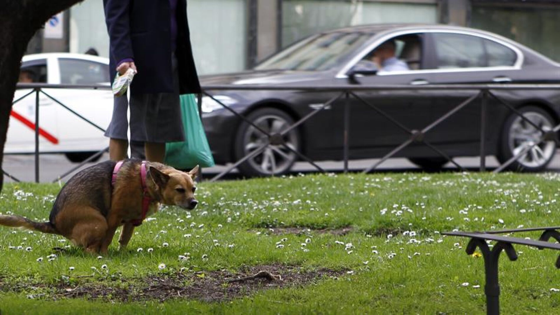 Medidas para evitar que se abandonen las heces de los perros
