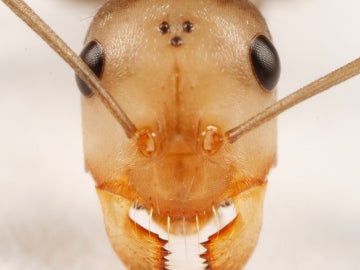 Hormigas Hormigas