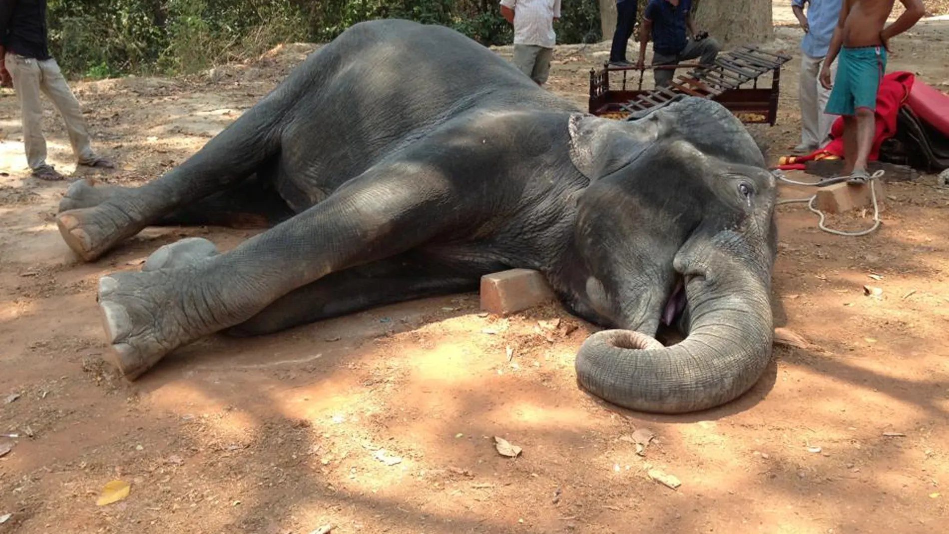 Sambo hizo una ruta de 40 minutos Sambo hizo una ruta de 40 minutos