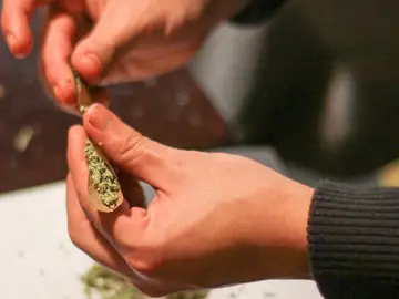 Cannabis Cannabis