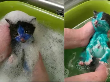 Pitufo y Shrek, cubiertos de tinta Pitufo y Shrek, cubiertos de tinta