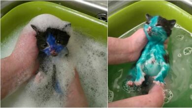 La policía inglesa rescata a Pitufo y Shrek, dos gatos, cubiertos de tinta permanente
