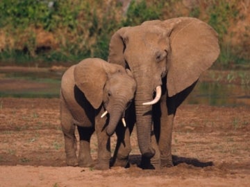 Una pareja de elefantes