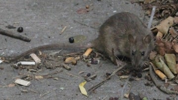 Una rata en las calles de Nueva York