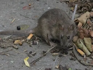 Una rata en las calles de Nueva York Una rata en las calles de Nueva York