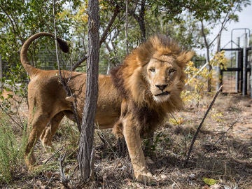 León en una reserva de Sudáfrica