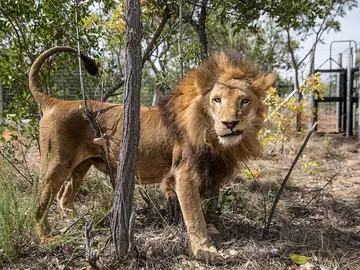 León en una reserva de Sudáfrica León en una reserva de Sudáfrica