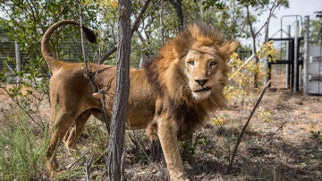 León en una reserva de Sudáfrica