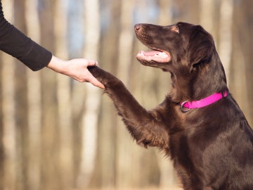 Perro y humano dándose "la mano"