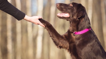 Perro y humano dándose "la mano"