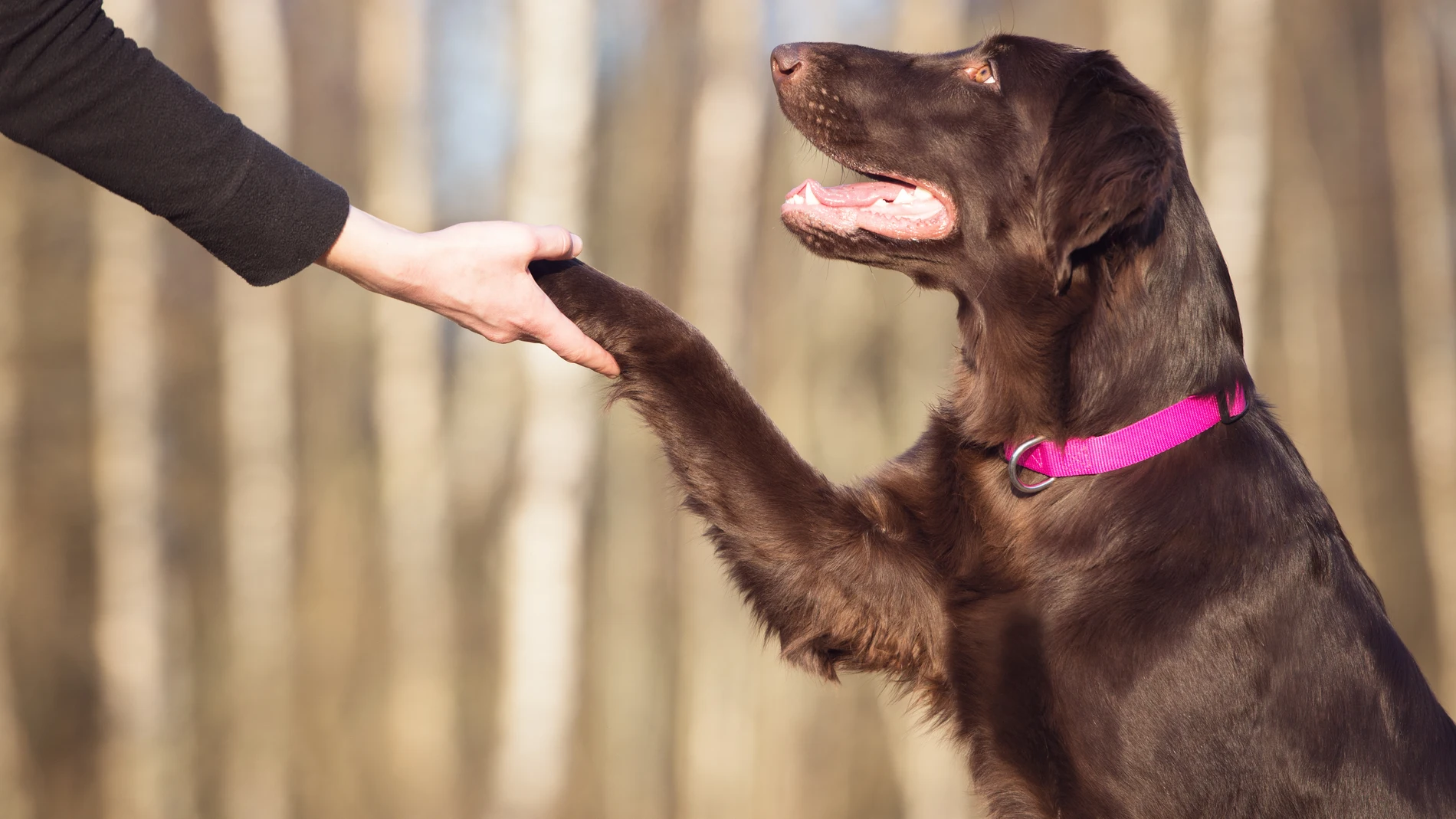 Perro y humano dándose "la mano" Perro y humano dándose "la mano"