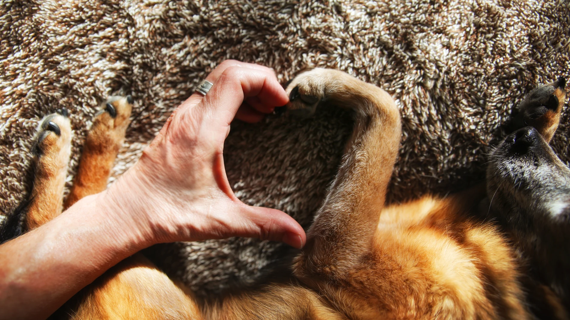 Personas y perros Personas y perros