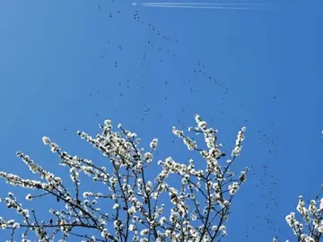 Un árbol floreciendo en primavera Un árbol floreciendo en primavera