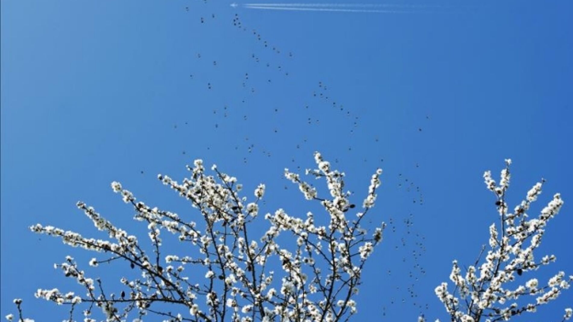 Un &aacute;rbol floreciendo en primavera