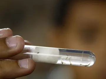 Virus del Zika Virus del Zika