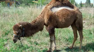 El dromedario encontrado El dromedario encontrado