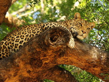 Leopardo de un zoo de Zimbabue
