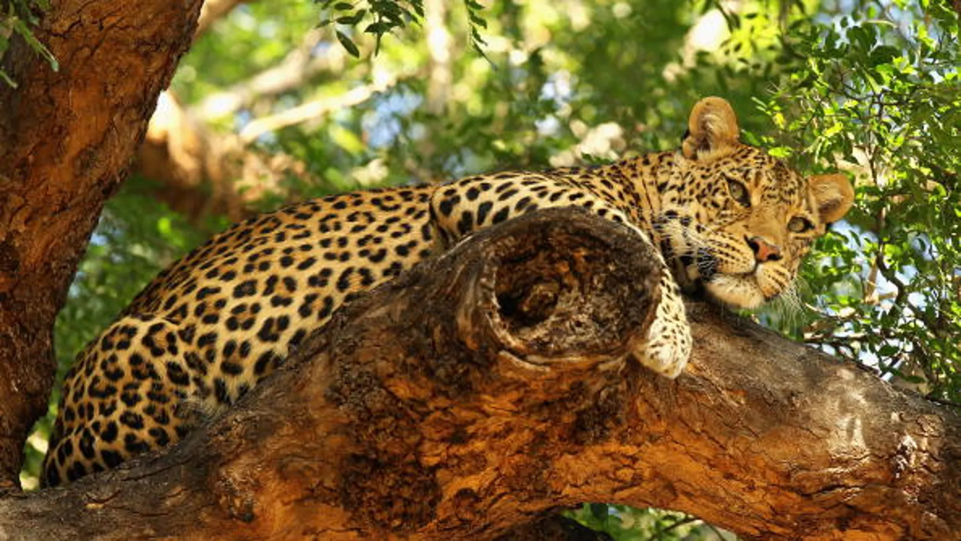 Leopardo de un zoo de Zimbabue Leopardo de un zoo de Zimbabue