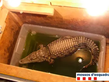 El cocodrilo encontrado por los Mossos d'Esquadra El cocodrilo encontrado por los Mossos d'Esquadra