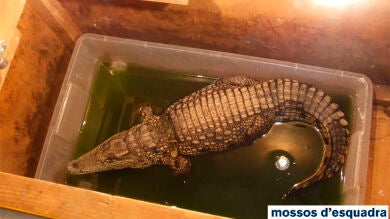 Denuncian a un circo de Girona por tener a un cocodrilo en una caja con agua sucia