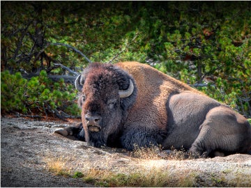 Un bisonte en Yellowstone National Park