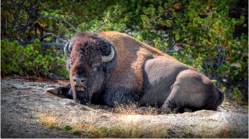 Un bisonte en Yellowstone National Park