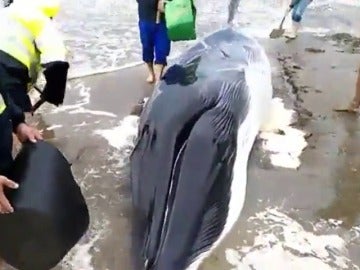 Frame 8.792467 de: Aparece varada una cría de ballena de 7 metros y 4 toneladas
