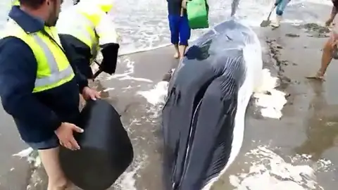 Frame 8.792467 de: Aparece varada una cría de ballena de 7 metros y 4 toneladas Frame 8.792467 de: Aparece varada una cría de ballena de 7 metros y 4 toneladas