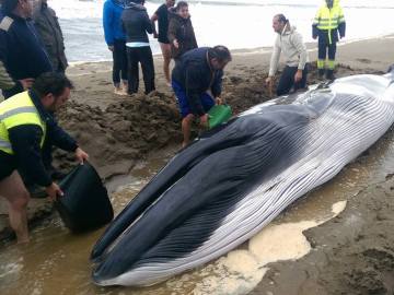 La ballena hallada en Ayamonte