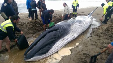 Muere la cría ballena varada en Huelva tras 11 horas intentando sacarla al mar