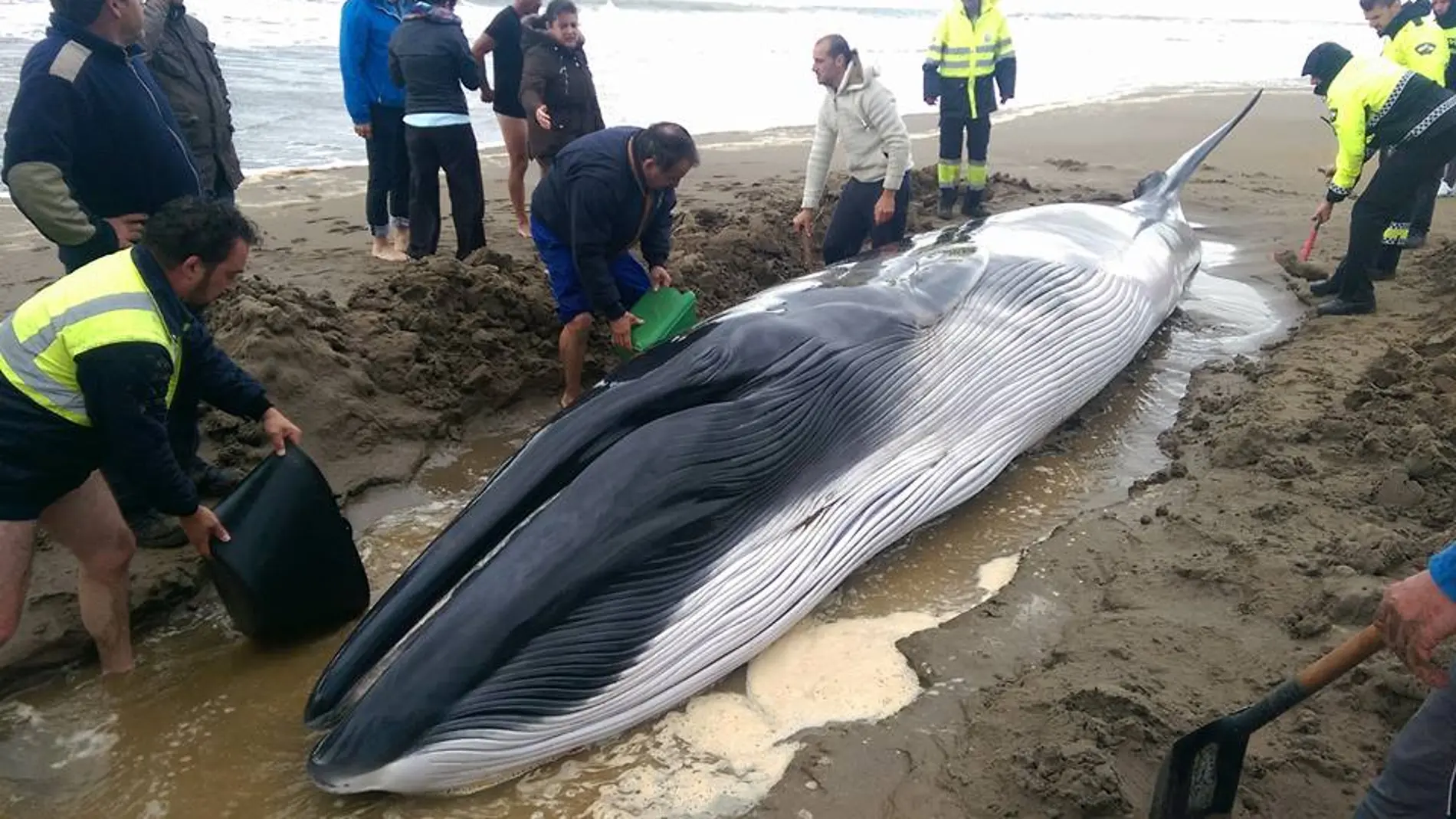La ballena hallada en Ayamonte La ballena hallada en Ayamonte