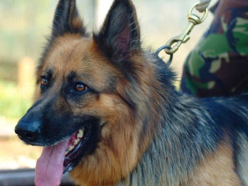 El perro que ha salvado la vida a soldados británicos