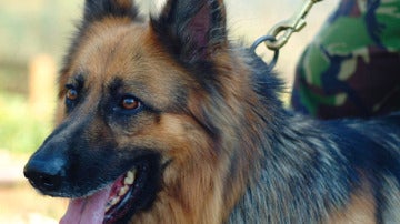 El perro que ha salvado la vida a soldados británicos
