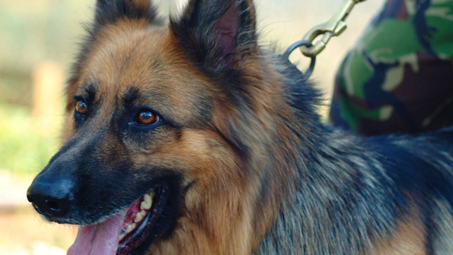 El perro que ha salvado la vida a soldados brit&aacute;nicos