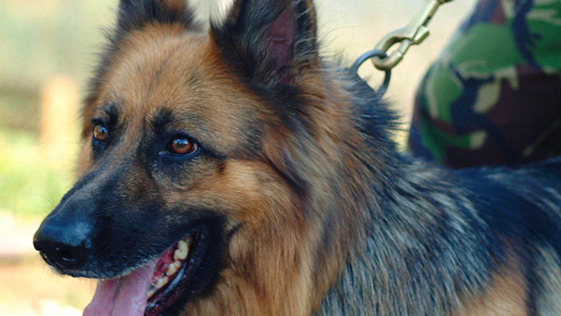 El perro que ha salvado la vida a soldados británicos El perro que ha salvado la vida a soldados británicos