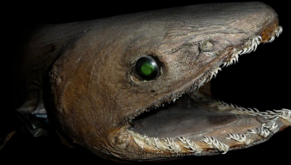Anguila